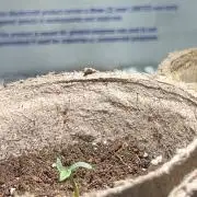Automatic Ganja: (Auto Gorilla Grape)