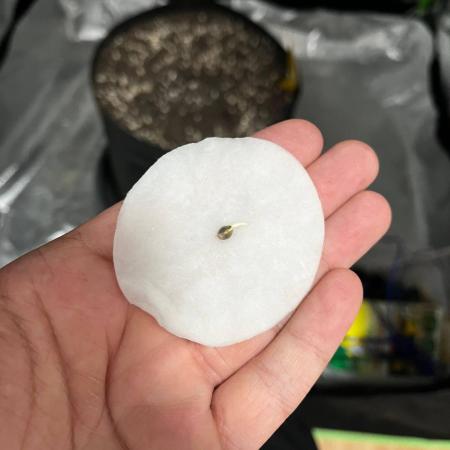 Critical Fem RQS