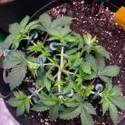 Critical Fem RQS