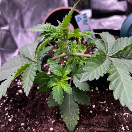 Critical Fem RQS