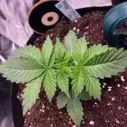 Critical Fem RQS