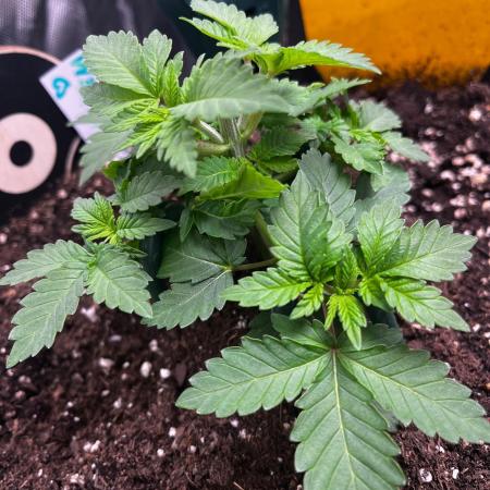 Critical Fem RQS