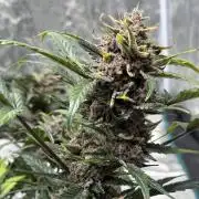 Witcher’s Creek Autoflower