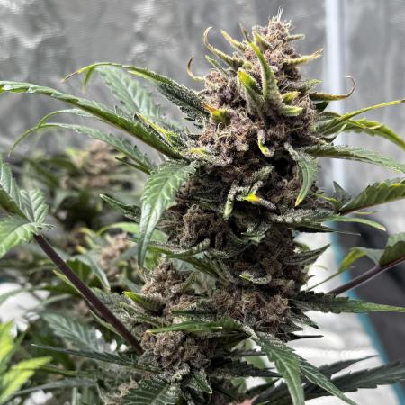 Witcher’s Creek Autoflower