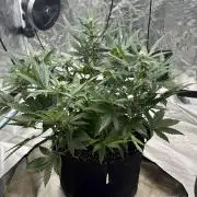 Witcher’s Creek Autoflower
