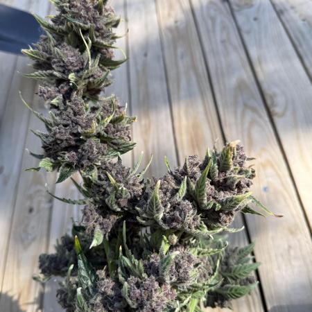 Witcher’s Creek Autoflower