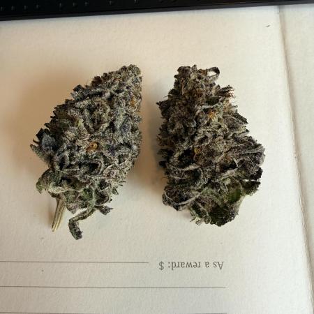 Tangie Photoperiod