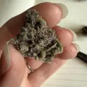 Witcher’s Creek Autoflower