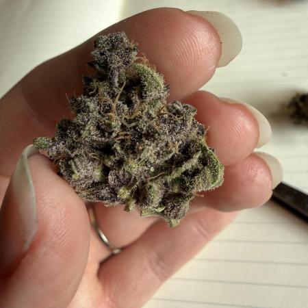 Witcher’s Creek Autoflower