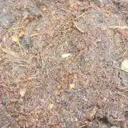 Dandada