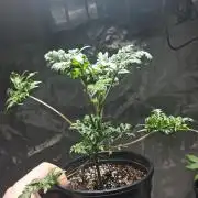 AUTO FROSTY FREAK
