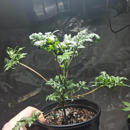 AUTO FROSTY FREAK