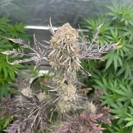 AUTO FROSTY FREAK