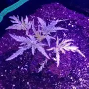 Frosty’s Auto Freak