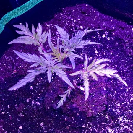 Frosty’s Auto Freak