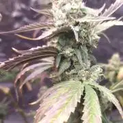 #1 2026 Auto fastbuds