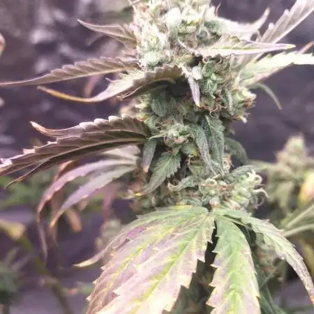 #1 2026 Auto fastbuds