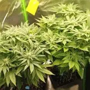 Two RQS White Widow, indoor