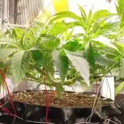 Two RQS White Widow, indoor