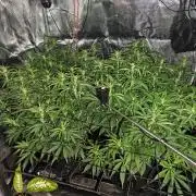 Papaya Cookies Auto First Grow