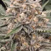 Growing Stardawg and Strawberry Cough