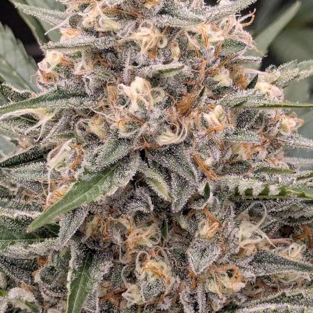 Growing Stardawg and Strawberry Cough
