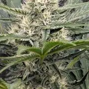 Grow #6: Stardawg and Strawberry Cough