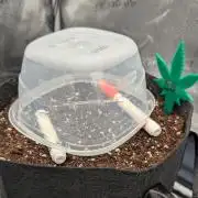 Super Skunk (Sensi Seeds)