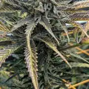 Growing Stardawg and Strawberry Cough