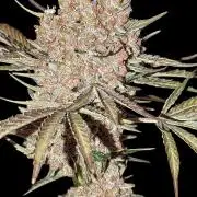 Growing Stardawg and Strawberry Cough