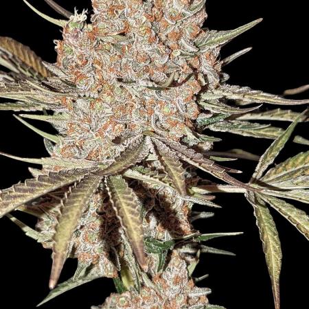 Growing Stardawg and Strawberry Cough