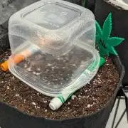 Northern Lights (Sensi Seeds)