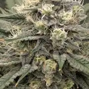 Blue Dream (Barney's Farm)
