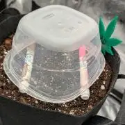 Blue Dream (Barney's Farm)