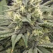 Blue Dream (Barney's Farm)