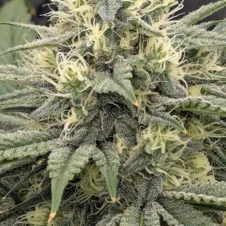 Blue Dream (Barney's Farm)