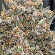 Growing Stardawg and Strawberry Cough