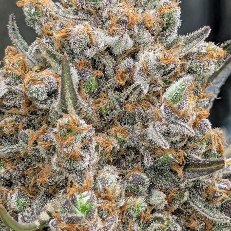 Growing Stardawg and Strawberry Cough