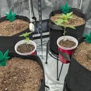 Grow #6: Growing Granddaddy Purple