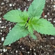 Super Skunk (Sensi Seeds)
