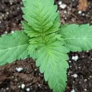 Lemon Tree (Barney's Farm)