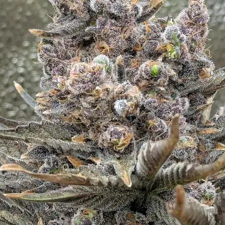 Growing God's Gift