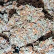 Growing Stardawg and Strawberry Cough