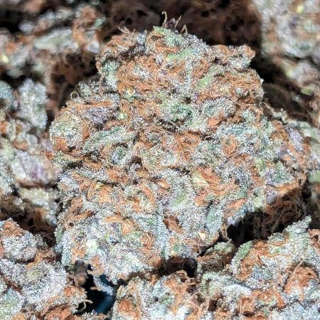 Growing Stardawg and Strawberry Cough