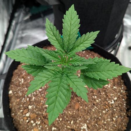 Northern Lights (Sensi Seeds)