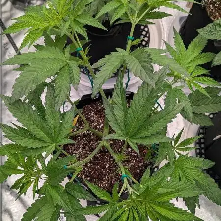 Blue Dream (Barney's Farm)
