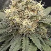 Lemon Tree (Barney's Farm)