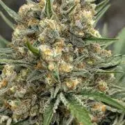 Growing Stardawg and Strawberry Cough