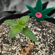 Growing Blueberry