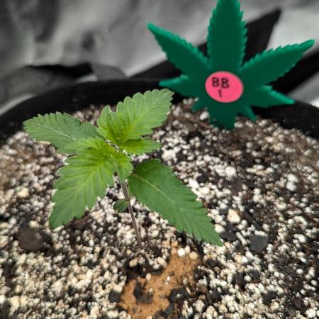 Growing Blueberry